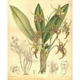 thumbnail image 2 of Curtis, William 12x14 White Modern Wood Framed Museum Art Print Titled - Orchid, Dendrobium Spectabile, 2 of 4
