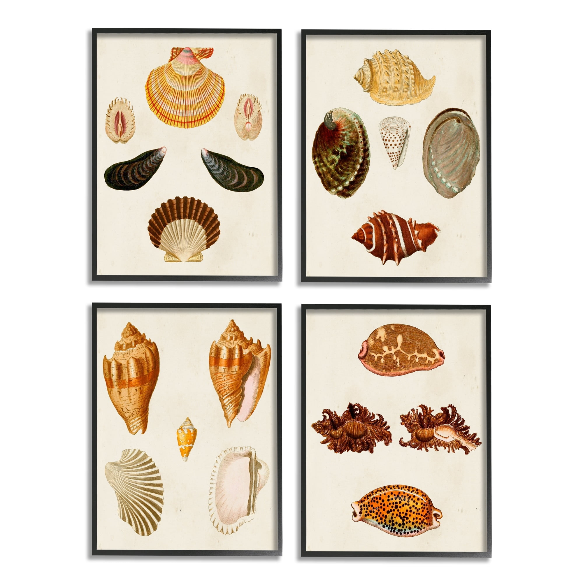 Stupell Industries Vintage Seashell Study Intricate Shell Patterns Gray Framed by G.W. Knorr