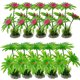 thumbnail image 1 of Plantas de acuario, 10 piezas de plantas de acuario artificiales, utilizadas para la decoración del acuario., 1 of 5