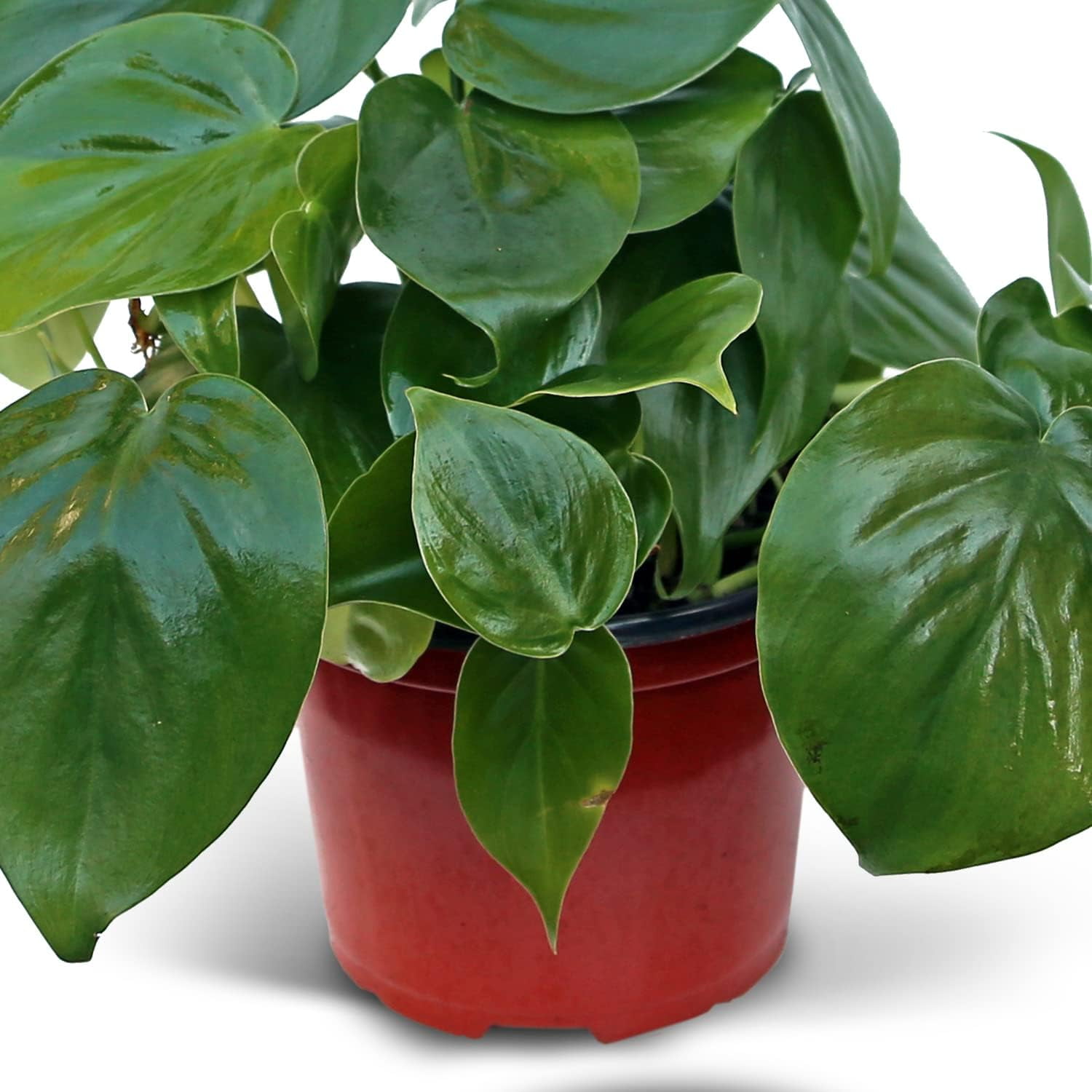 Live Heartleaf Philodendron, Philodendron Hederaceum, Trailing Houseplant, Live Decor, Father's Day Gift, Indoor Plant in 6" Pot