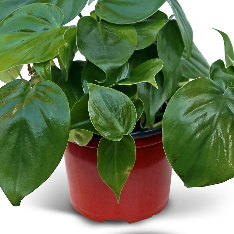 Live Heartleaf Philodendron, Philodendron Hederaceum, Trailing Houseplant,  Live Decor, Father's Day Gift, Indoor Plant in 6" Pot - Walmart.com