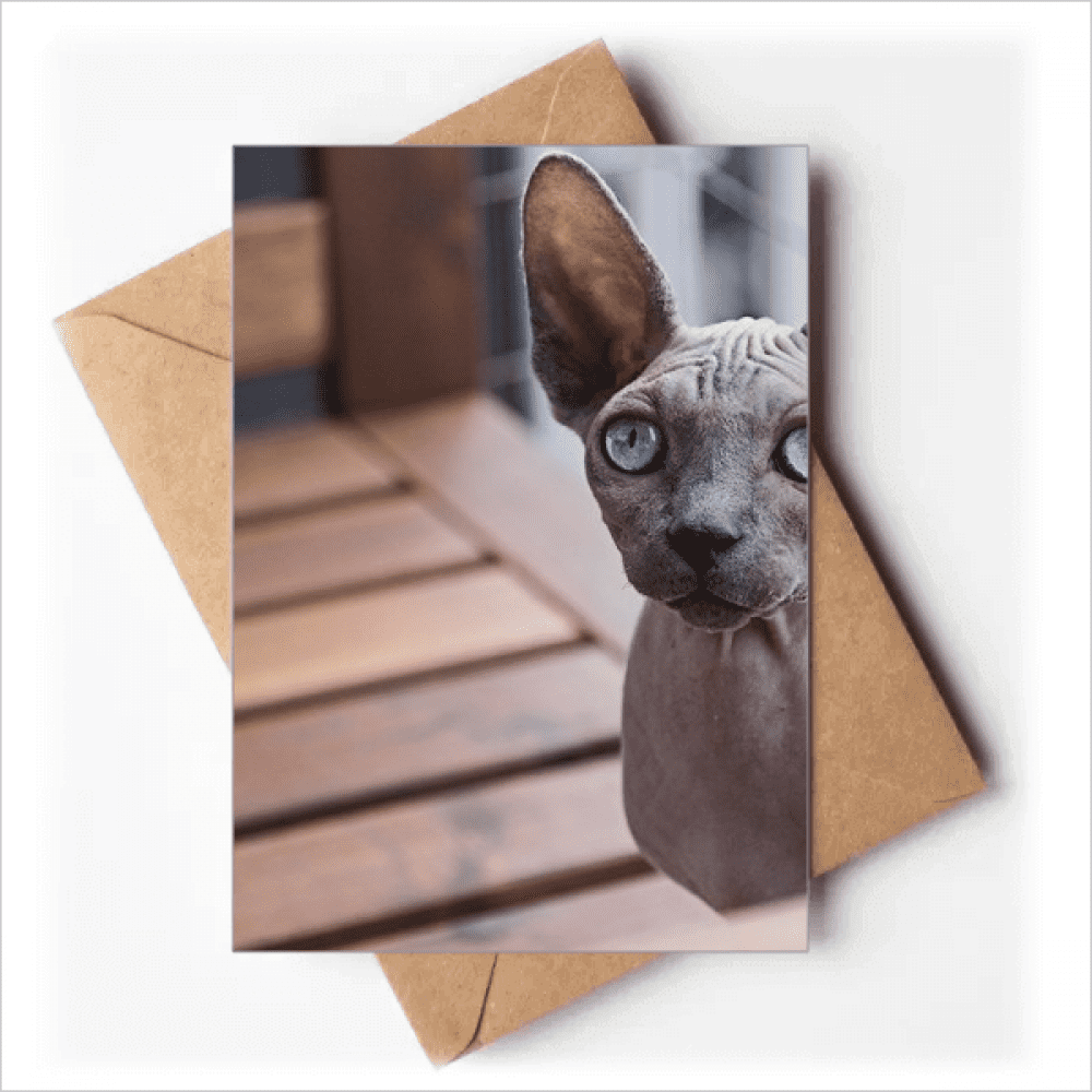 animal big ear cat photograph greeting cards you are invited invitations