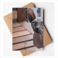 thumbnail image 1 of animal big ear cat photograph greeting cards you are invited invitations, 1 of 4