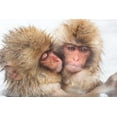 thumbnail image 2 of Goff, Ellen 32x23 Gold Ornate Wood Framed with Double Matting Museum Art Print Titled - Japan-Nagano Two baby snow monkeys huddle, 2 of 4