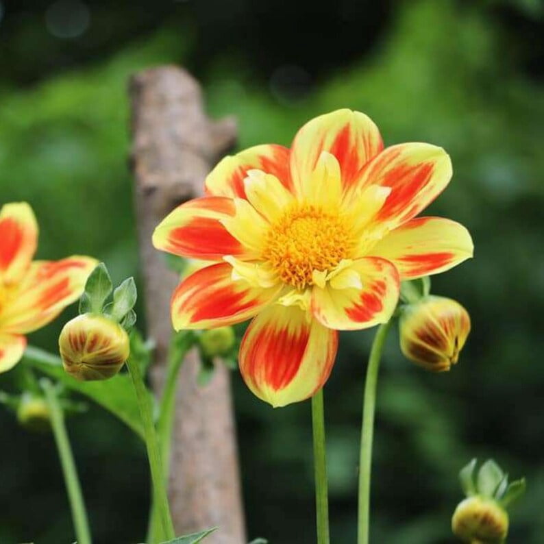 40 Seeds - Swan Island Dahlia Seeds - Pollinator Friendly,, Heirloom Flower Seeds Mix for Gardens
