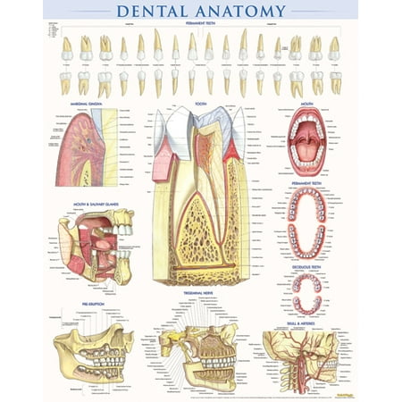 Dental Anatomy Poster