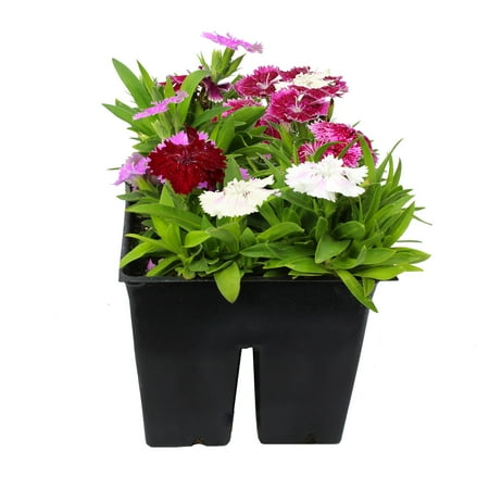 Expert Gardener 4PK Red Purple White Dianthus Live Plant