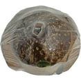 thumbnail image 3 of South Seas Native Treasures Real Coconut Monkey Money Bank, 3 of 6
