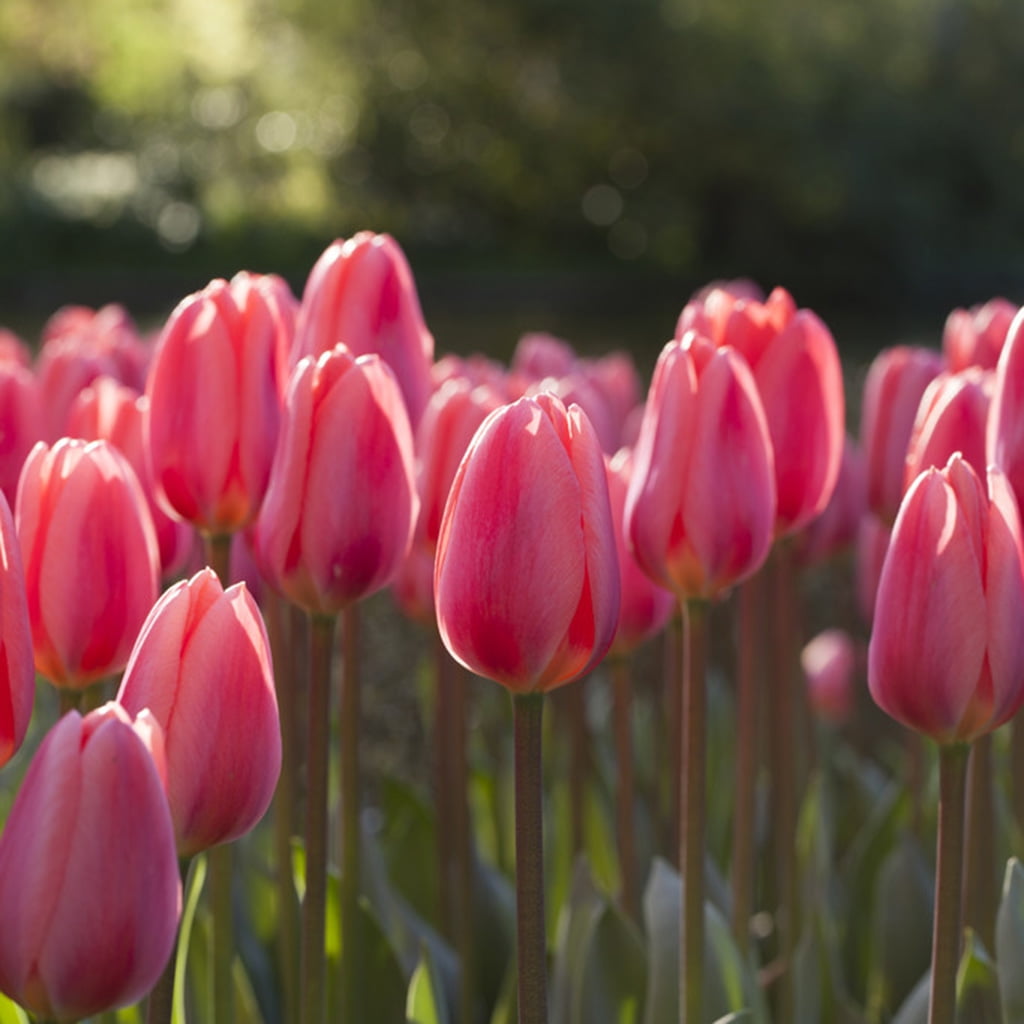 Van Zyverden Tulips Cosmopolitan Set of 12 Bulbs Pink Part Sun - Walmart.com