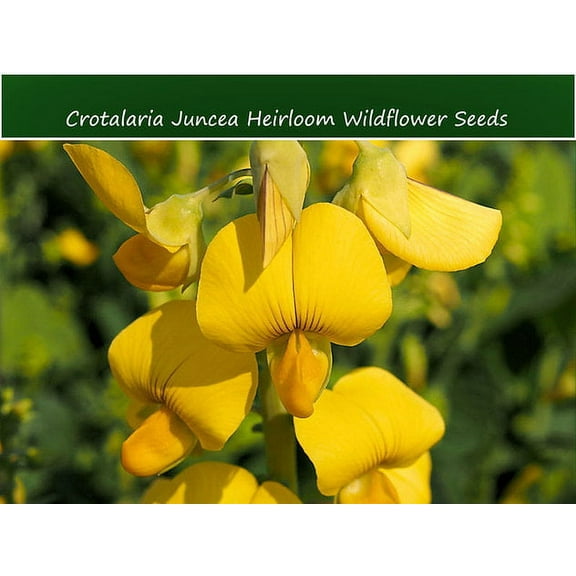 Flower Seeds-Crotalaria Juncea- 20 seeds - Bright Yellow Wildflower- Bedding Plant- Container Gardening