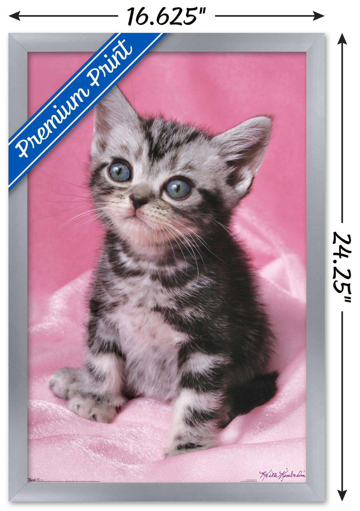 Keith Kimberlin - Kitten - Cute Wall Poster, 14.725" x 22.375", Framed