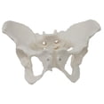 thumbnail image 2 of Modelo de Pelvis Femenina, Equipo Portátil de Enseñanza de Ciencias Médicas de Calidad, 2 of 8