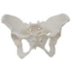 thumbnail image 2 of Modelo de esqueleto de pelvis femenina, modelo médico, , práctico y de , ideal para exhibición y aprendizaje profesional., 2 of 8