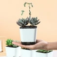 thumbnail image 3 of Succulent Pots with Drainage Hole, 6 Pack Style Small Plant Pots for Indoor, 3 of 8