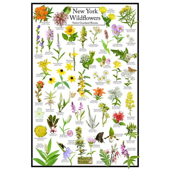 New York Wildflowers Poster - Native Grassland Blooms - Educational Science Chart of New York Flowers
