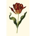 thumbnail image 2 of Vision Studio 10x14 White Modern Wood Framed Museum Art Print Titled - Vintage Tulips II, 2 of 4
