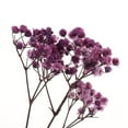 thumbnail image 4 of 1Bag Dyed Natural Real Pressed Dried Flowers/Pressed Leaves For Resin Jewelry Pendant Case arts and crafts DIY Bookmarks decor -, 4 of 7