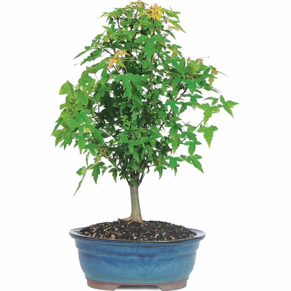 Brussel's Trident Maple Bonsai - Medium - (Outdoor)