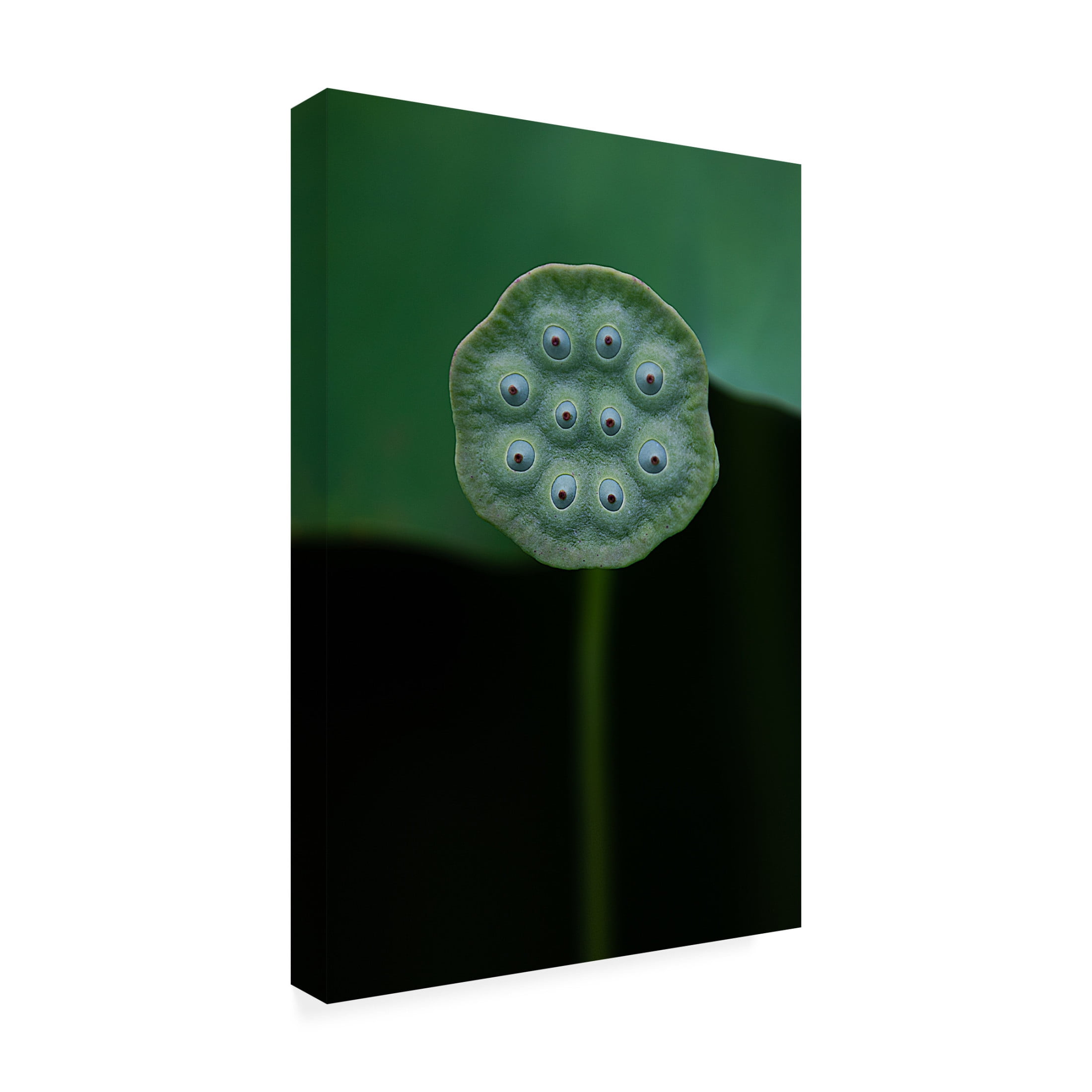 Canvas Wall Art - Yanny Liu 'A Lotus' Wall Art for Living Room, Bedroom, or Office Décor by Trademark Fine Art - 30 x 47 Inches