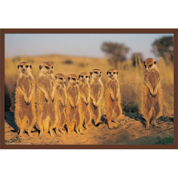 Meerkat Wall Poster, 22.375" x 34", Framed
