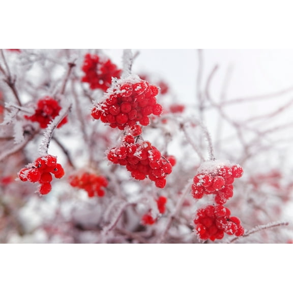 SEEDS= = 10 Seed Pack- Blushing Viburnum- White flowers- Ornamental berries = Winter Color- Viburnum foetidum var rectangulatum==Serendipity Seeds