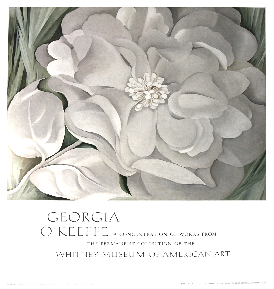 O'KeeffeThe White Calico Flower1981 Poster