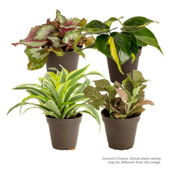 Costa Farms 8" Tall Exotic Angels Assorted Bright Indirect Sunlight, Indoor Live House Plants, 4-Pk
