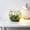 Clear-A/A, variant on Plastic Goldfish Bowl Fish Tank Clear Desktop Aquarium for Betta Home Decor