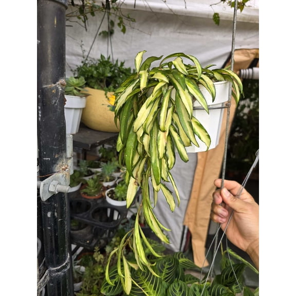 6 inch Pot - Hoya Huayetti Variegated, very Rare! hanging plants.