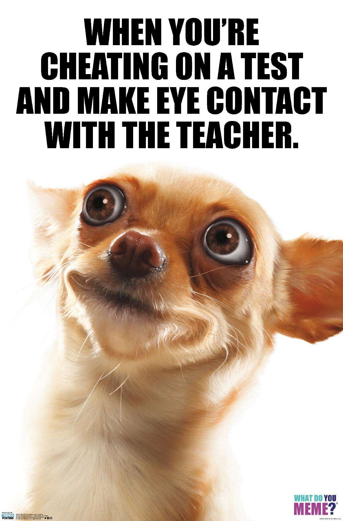What Do You Meme Eye Contact Poster