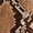 SNAKE, variant on Women's Pointy Toe Block Heel Thigh High Boots