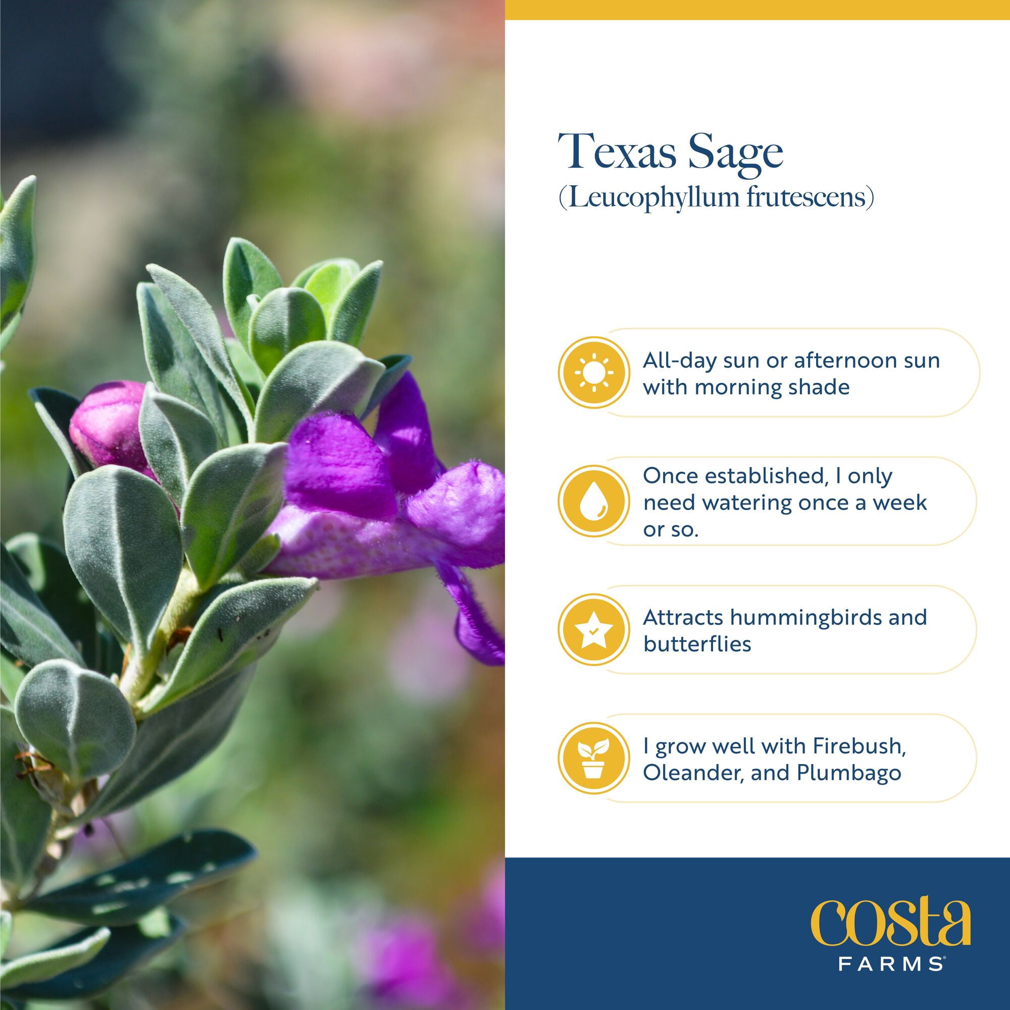 Island Blooms 24" Texas Sage Live Outdoor Plant in 8.75" Grower Pot