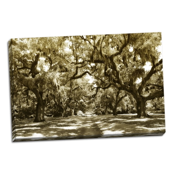 Gango Home Decor Druid Oaks I by Alan Hausenflock (Ready to Hang); One 36x24in Hand-Stretched Canvas