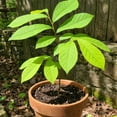 thumbnail image 4 of Set 2 Pawpaw Live Plant 6-12 Inches Tall, Edible Fruit Tree for Home Gardens, Pawpaw Plant Live for Garden Patio, 4 of 5
