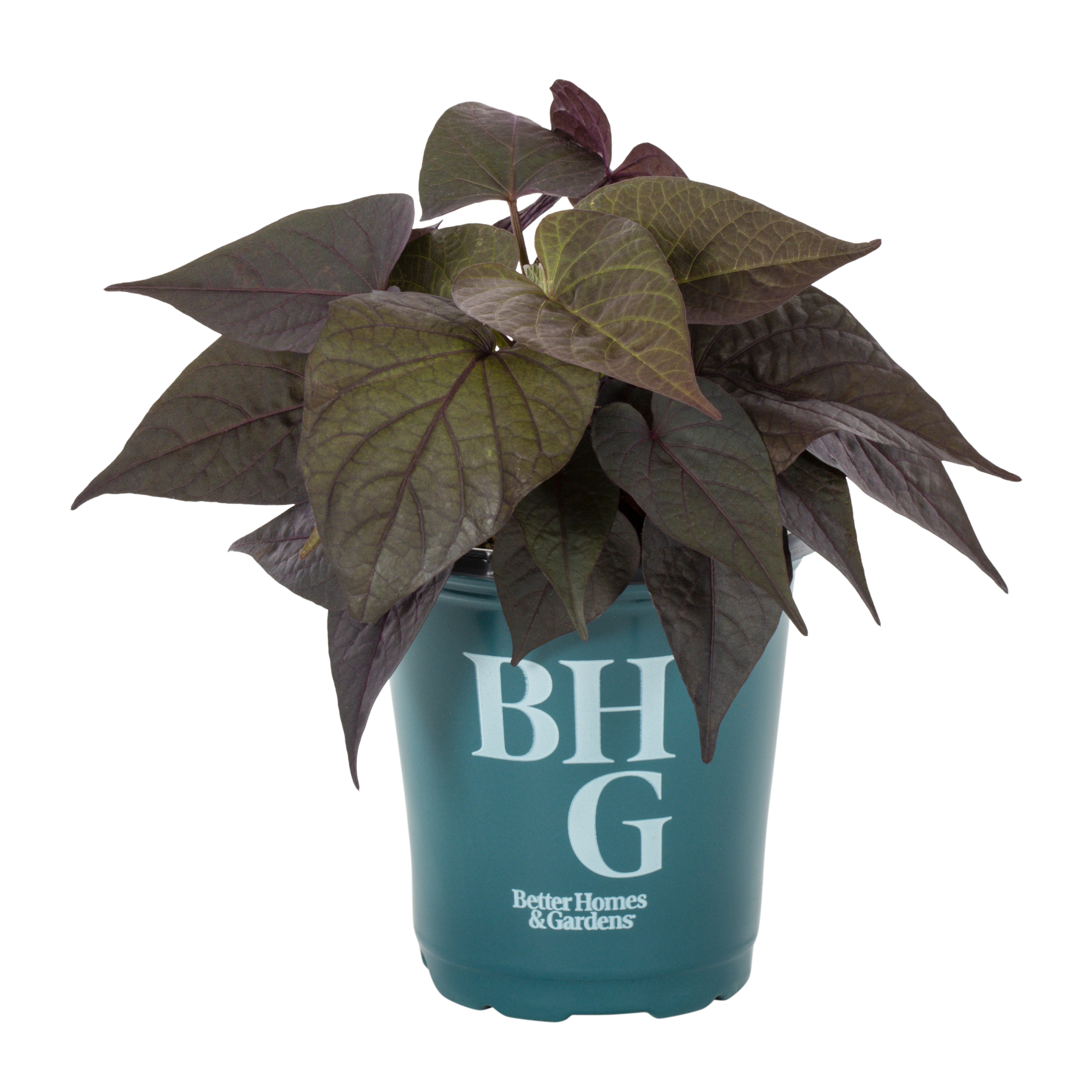 Better Homes & Gardens 1PT Purple Ipomoea Live Annual Plant Shade 6-Pack