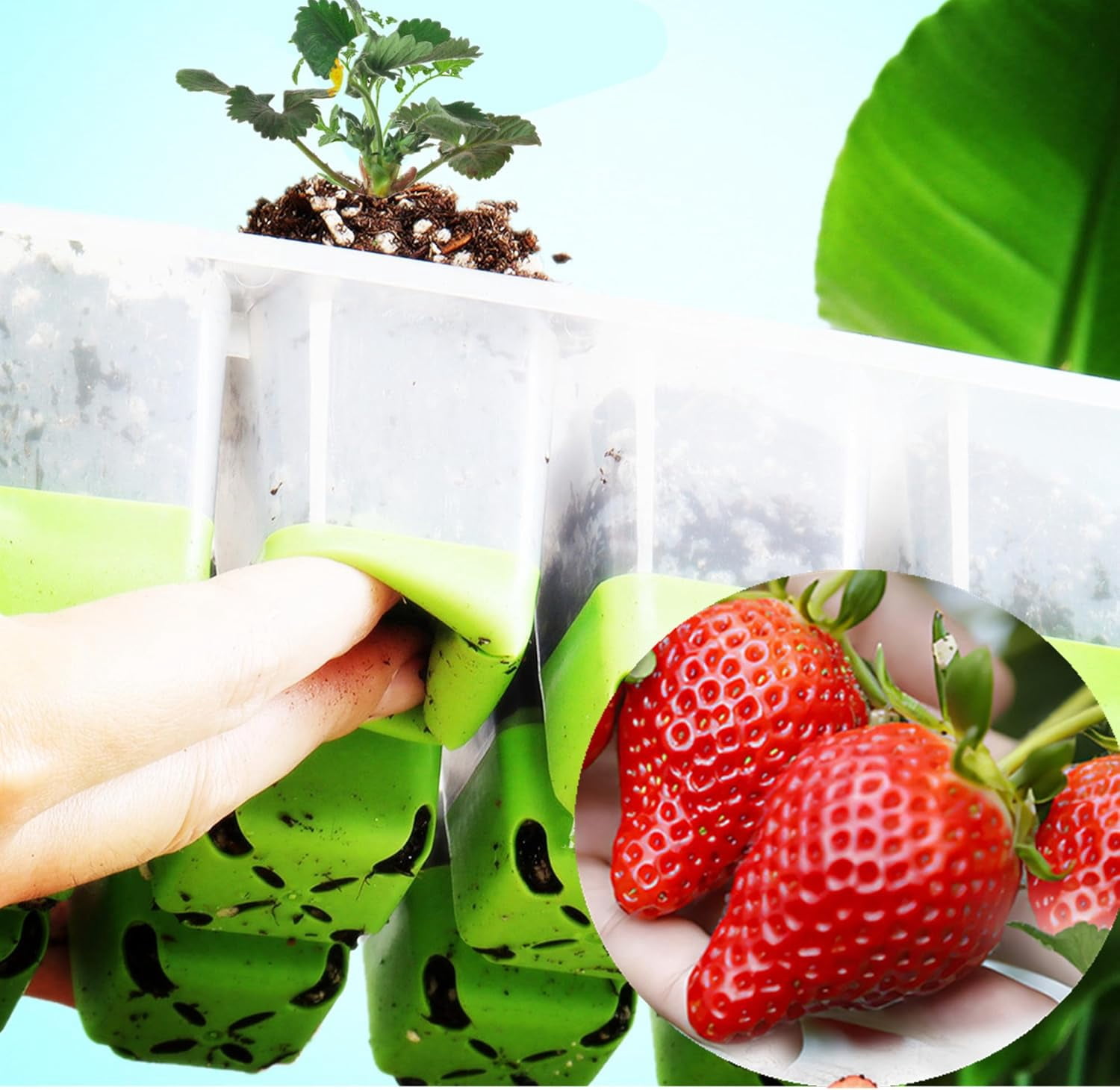 60 Cells Seed Starter Kit, Silicone Seedling Trays with Pop-Out Cells, Reusable Germination Trays for Indoor Gardening, 5 Pack x 12 Cells