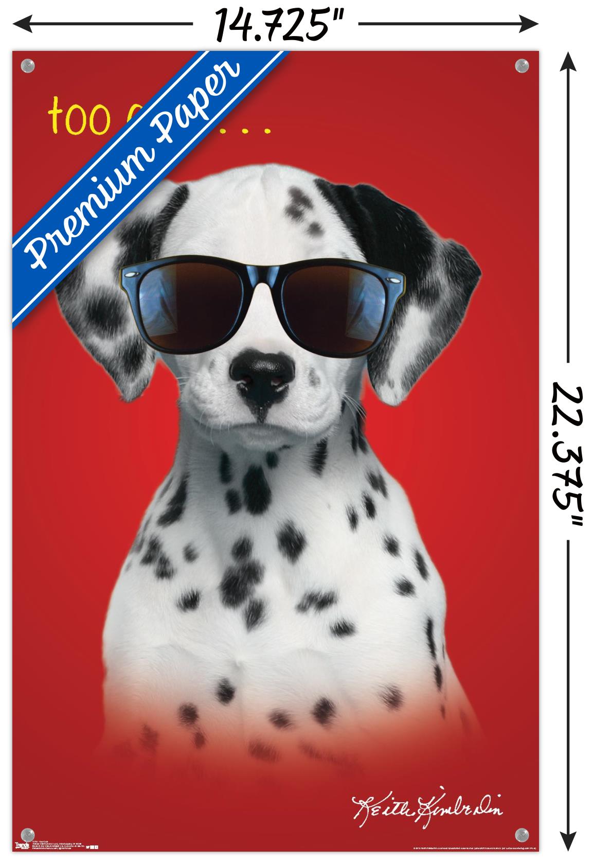Keith Kimberlin - Dalmatian Puppy - Too Cool Wall Poster with Push Pins, 14.725" x 22.375"