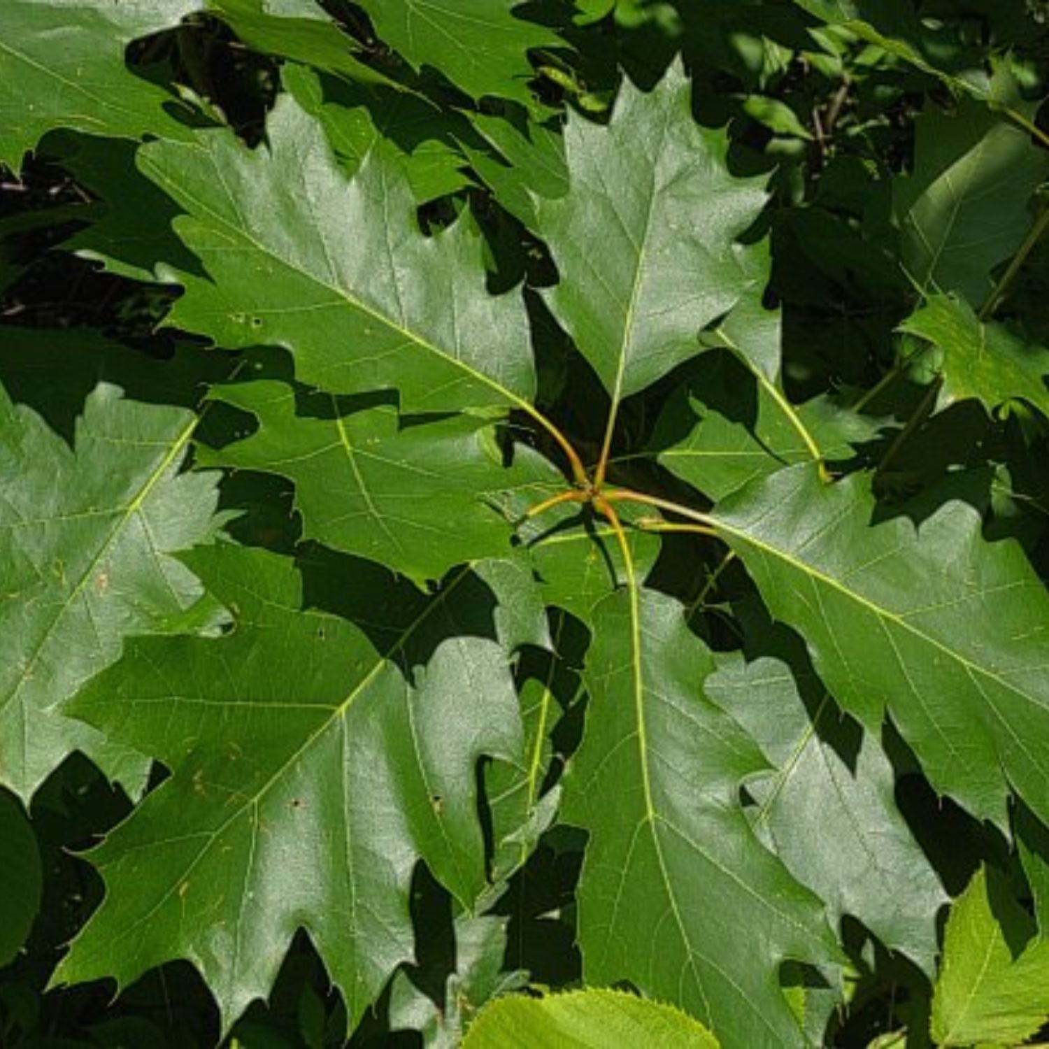 Expert Gardener 3-4 ft. tall Red Oak Live Tree in 7- Gallon Grower Pot