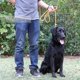 thumbnail image 4 of Reflective Dog Lead Slip Roap Pets Leash For Small, Medium, Large And Extra Heavy Dogs And Cats, 4 of 5