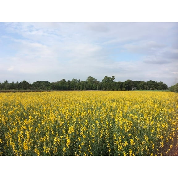 Sunn Hemp for Planting, Fast-Growing and Establishes Rapidly, Deer Food Plot, Great for Erosion Control, Soil Improvement and as a Cover Crop - Sunnhemp Seeds (5 Pounds)