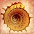 thumbnail image 2 of Reynolds, Richard 15x15 Gold Ornate Wood Framed with Double Matting Museum Art Print Titled - Stellaria Solaris, 2 of 4