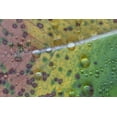 thumbnail image 2 of Jaynes Gallery 14x11 White Modern Wood Framed Museum Art Print Titled - Washington State-Seabeck Rain drops on fallen salal leaf, 2 of 4