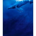 thumbnail image 3 of Campbell, Robert 20x23 Black Modern Framed Museum Art Print Titled - Humpback Song, 3 of 5