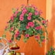 thumbnail image 1 of Summer Simulated Morning Glories Artificial Morning Glories Indoor and Outdoor Decorations, 1 of 7