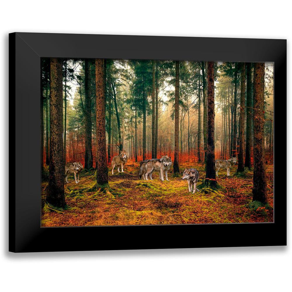 Pangea Images 14x11 Black Modern Framed Museum Art Print Titled - Pack of Wolves in the Woods
