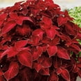 thumbnail image 5 of Outsidepride 200 Coleus Wizard Velvet Red Plant Seeds, 5 of 9