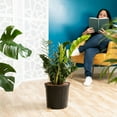 thumbnail image 4 of Costa Farms 24" ZZ Plant Live House Plants in 10" Grower Pot, 4 of 9