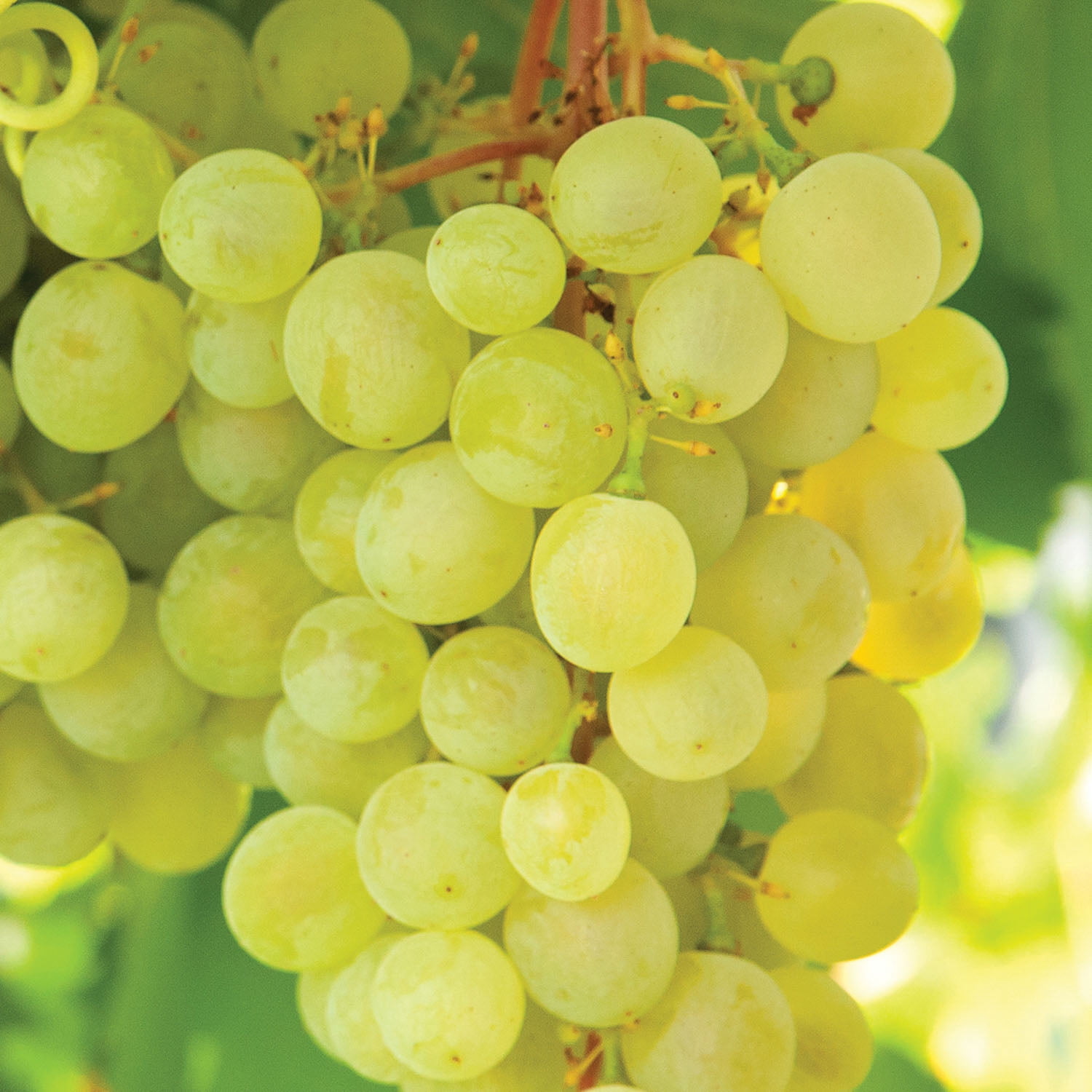 Expert Gardener Grape Collection Seedless (Set of 2 Dormant Bare Roots) Full Sun, Multi-Color, Perennial