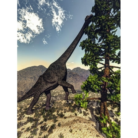 Elena Pine Brachiosaurus dinosaur grazing on a Wollemia pine tree Stretched Canvas - Elena DuvernayStocktrek Images (13 x 17) ()