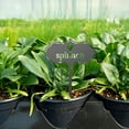 thumbnail image 2 of Qocolhg Seed & Plant Markers - Indoor/Outdoor Herb Garden Stakes - Elegant Fruit/Vegetable Seed Labels - Durable Plant Tags for Pots - Classy Design for Farmhouse/Greenhouse, Spinach, 2 of 3
